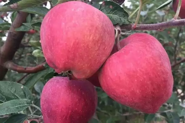 寒富苹果的产地,主产地在中国北方插图1 寒富苹果的产地,主产地在中国北方插图1