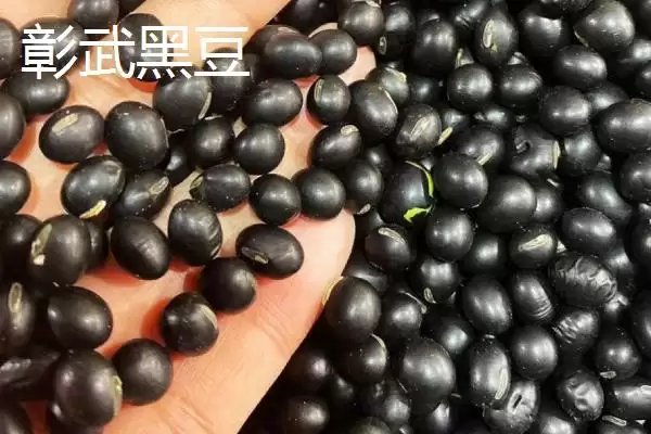 辽宁省锦州市有哪些特色水果,包括北镇葡萄、银白杏、锦州苹果等种类插图12 辽宁省锦州市有哪些特色水果,包括北镇葡萄、银白杏、锦州苹果等种类插图12