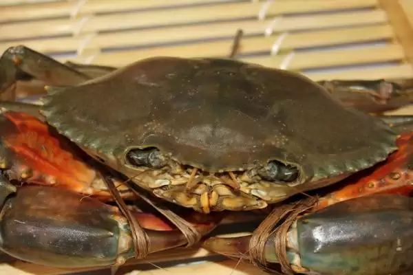 青蟹品种大观:澳洲泥蟹、朝鲜青蟹、越南青蟹等介绍插图5 青蟹品种大观:澳洲泥蟹、朝鲜青蟹、越南青蟹等介绍插图5