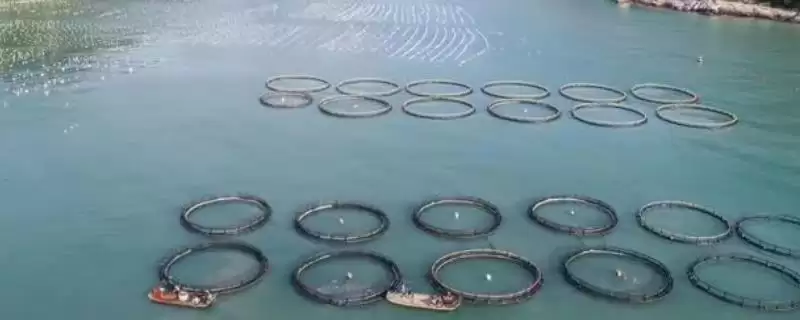 海水鱼养殖福音:大黄鱼和海鲈鱼等好养鱼种介绍-会东网