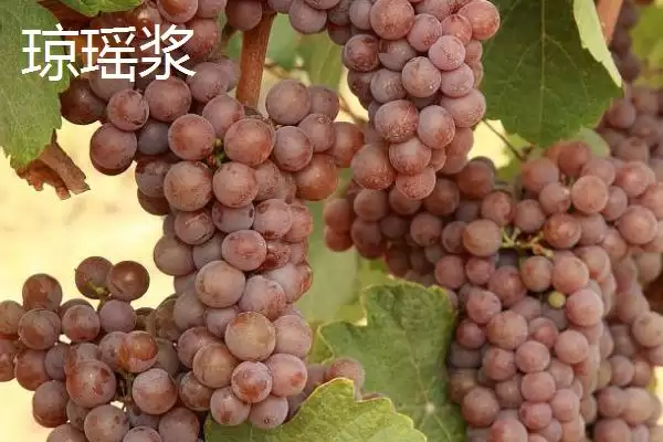 图片[13]-葡萄酒酿制全攻略：采摘后多道工序的醇香之旅-会东网