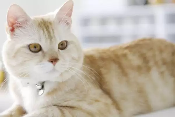 猫为什么会出现尿频的情况 ,猫过量饮水或患泌尿病致尿频插图2 猫为什么会出现尿频的情况 ,猫过量饮水或患泌尿病致尿频插图2