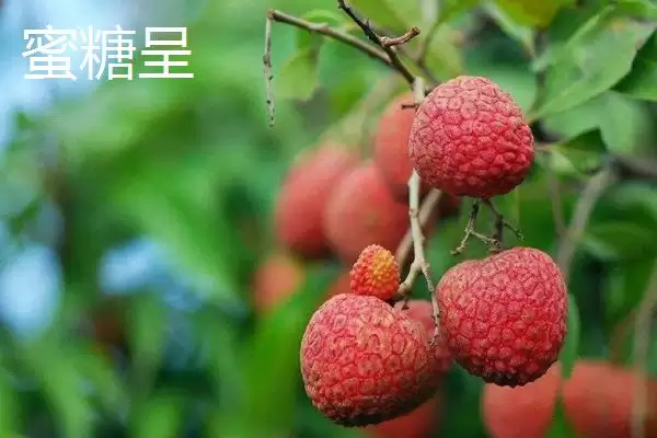 图片[6]-御金球荔枝品种的特性，生长势较强且裂果率低-会东网