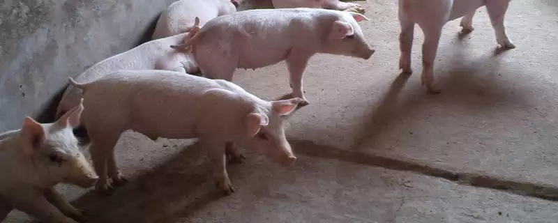 治疗小猪口蹄疫的方法和重点?养猪要做好哪些疫病治疗细节?-会东网