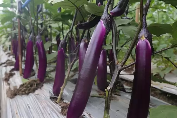 茄子结果成熟时间揭秘:大约10天左右的成长历程插图1 茄子结果成熟时间揭秘:大约10天左右的成长历程插图1