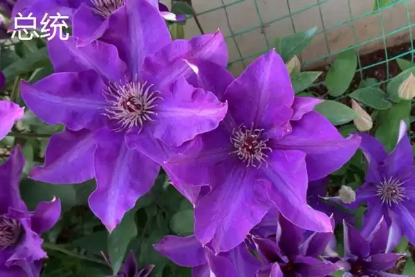 图片[6]-铁线莲的花语？了解铁线莲花语要探究哪些文化象征和寓意内涵要点？-会东网