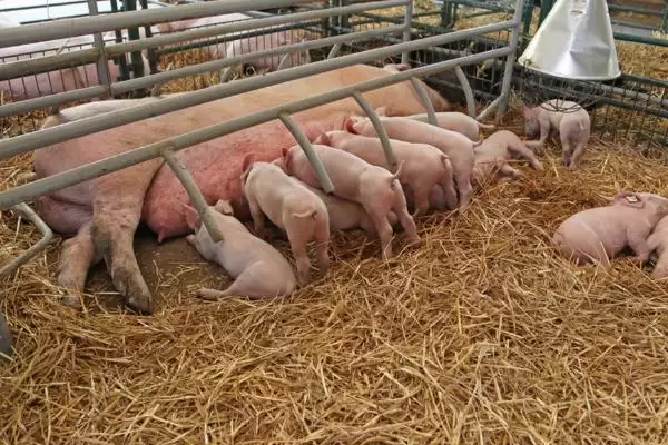 养母猪高产的方法和重点？养猪要做好哪些母猪养殖管理细节？插图3