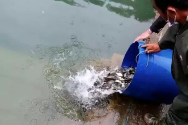 图片[2]-趴地虎鱼养殖技巧：放苗前消毒肥水的重要步骤-会东网
