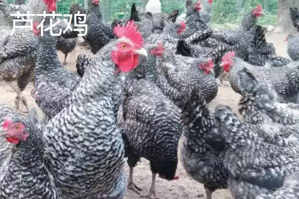 掌握特种鸡价格动态的方法和重点?养鸡要做好哪些价格关注?插图2 掌握特种鸡价格动态的方法和重点?养鸡要做好哪些价格关注?插图2