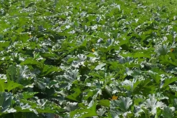 防治西葫芦尖嘴瓜的方法和重点？种西葫芦要做好哪些细节？插图2