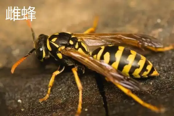 黄腰胡蜂简介，是典型的杂食性昆虫插图3
