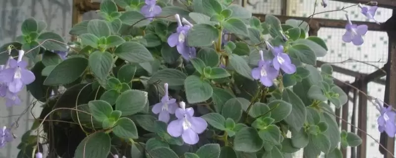 碰碰香开花时间揭秘：夏季开花的美丽时刻-会东网