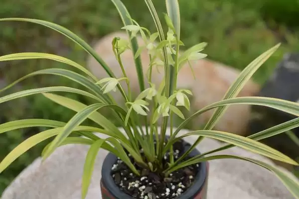 春节前后的兰花盛景：君子兰和蝴蝶兰的绽放时刻插图4