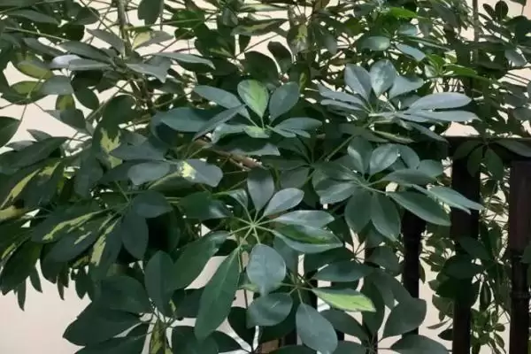 图片[2]-了解鸭掌木耐寒温度的方法和重点？了解鸭掌木耐寒温度要做好哪些细节？-会东网
