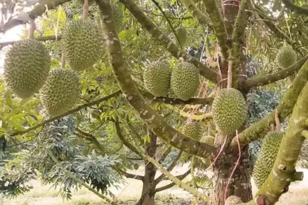 图片[4]-榴莲的价格影响因素 ,榴莲价格受地区季节影响如何？-会东网