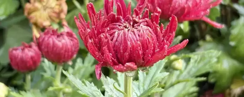 菊花的开花时间 ,菊花大多在什么月份开花呢?-会东网