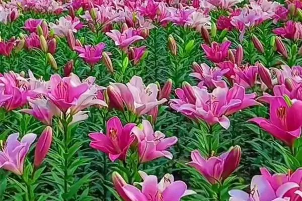 图片[4]-象征和谐的花的种类和要点？了解象征和谐的花需关注哪些品种？-会东网
