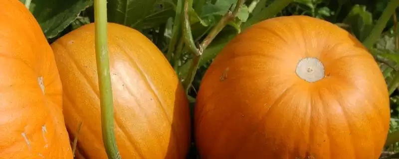 了解我国本土南瓜品种的方法和重点?认识本土南瓜品种要做好哪些细节?-会东网