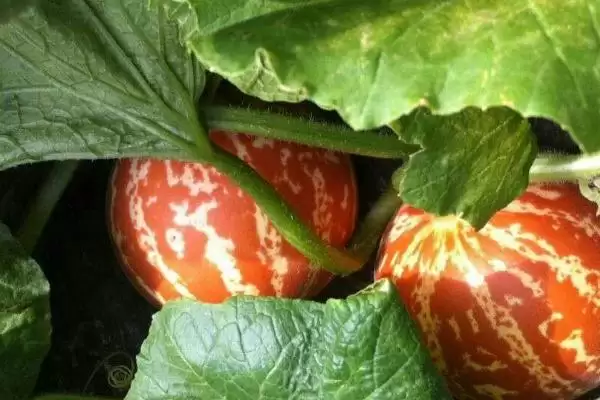 香水瓜种子选种的方法和重点？选香水瓜种子要做好哪些细节？插图2