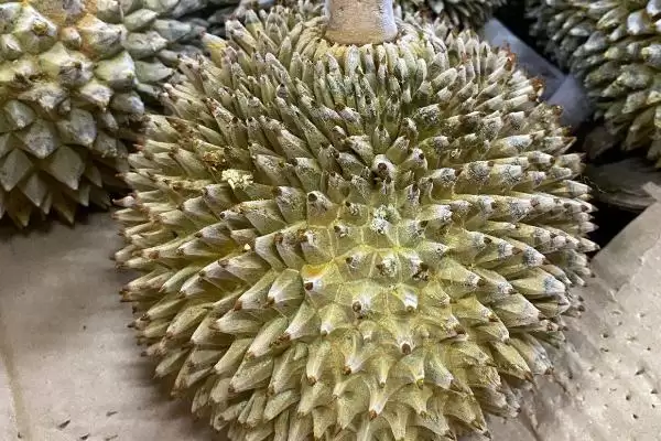 猫山王榴莲为什么价格昂贵 ,猫山王榴莲品质好且产量稀少插图2 猫山王榴莲为什么价格昂贵 ,猫山王榴莲品质好且产量稀少插图2