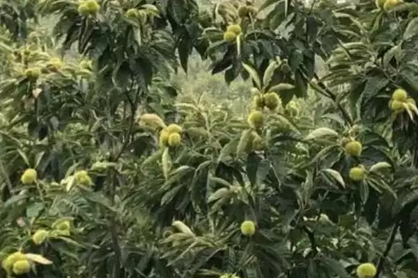 图片[4]-板栗采摘后怎么管理，需施足基肥、培土壅蔸-会东网