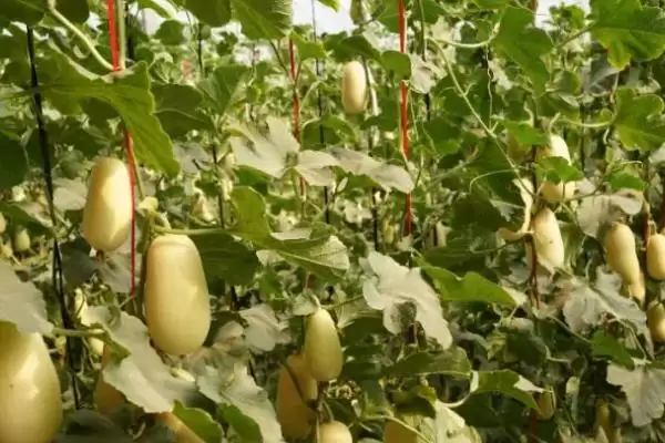 了解甜瓜炭疽病危害的方法和重点？认识甜瓜炭疽病要做好哪些细节？插图5