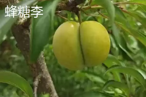 图片[9]-最大的李子品种，目前我国最大李子品种是黑巨王李子-会东网