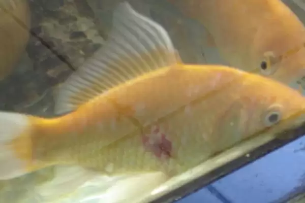 图片[3]-锦鲤烂鳞烂肉的原因 ,锦鲤烂鳞烂肉由什么引起的-会东网