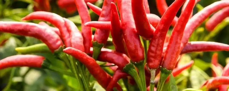 辣椒落花落叶的处理方法 ,辣椒落花落叶为何选抗逆品种?-会东网