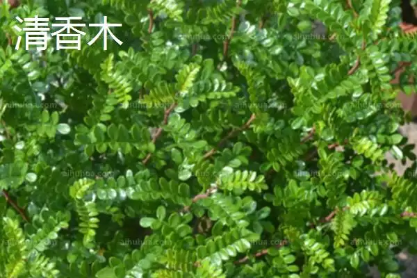 图片[8]-认识学校树木的方法和重点？认识学校树木要做好哪些细节？-会东网