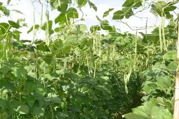 图片[3]-四季豆适合什么时候种植？确定四季豆种植时间要考虑哪些气候和生长周期因素？-会东网