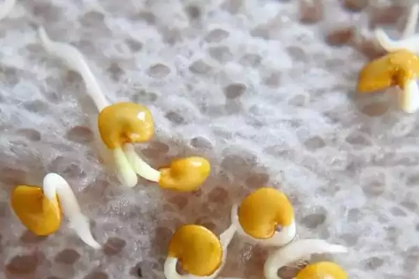 图片[2]-种茄子实现高产的方法和重点？种茄子实现高产要做好哪些细节？-会东网