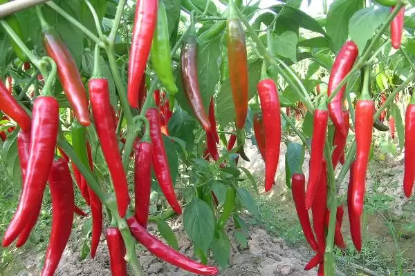 辣椒的种植时间 ,辣椒在春季和秋季种植有何不同?插图3 辣椒的种植时间 ,辣椒在春季和秋季种植有何不同?插图3