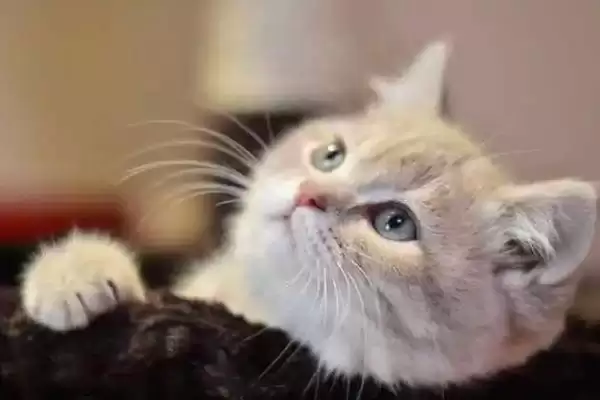 猫咪得奶癣的原因是什么 ,应激反应可能导致猫咪得奶癣插图1 猫咪得奶癣的原因是什么 ,应激反应可能导致猫咪得奶癣插图1