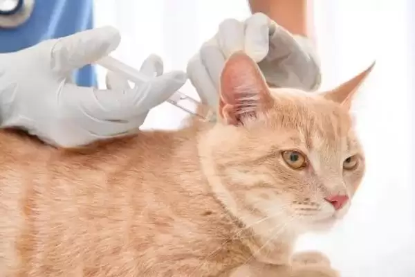 猫支气管哮喘有哪些症状表现 ,猫支气管哮喘急性者呼吸急促等插图5 猫支气管哮喘有哪些症状表现 ,猫支气管哮喘急性者呼吸急促等插图5