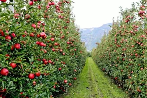 适合在北方种植的果树有哪些，桃、李、苹果和杮子等品种均可栽培插图2