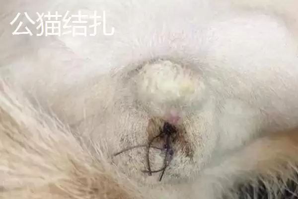 图片[3]-母猫几个月做绝育比较合适呢 ,母猫 7-8 个月时做绝育是比较合适的-会东网
