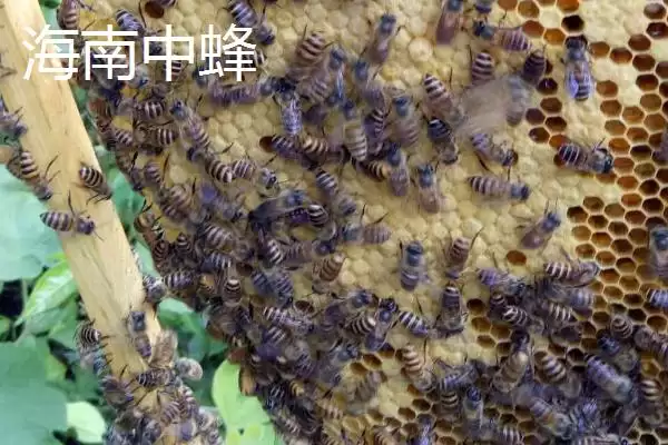 图片[9]-中蜂的品种，群势大小不一-会东网