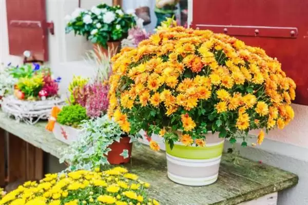 菊花的开花时间 ,菊花大多在什么月份开花呢?插图3 菊花的开花时间 ,菊花大多在什么月份开花呢?插图3