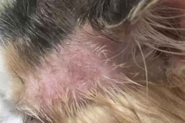 猫得猫癣的原因是什么 ,猫得猫癣一般因何感染插图1