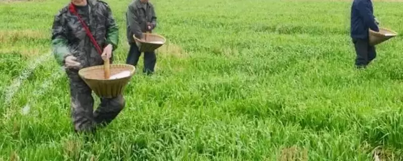 水溶肥的价格？了解水溶肥价格要分析哪些市场供需和肥料品质影响因素？-会东网