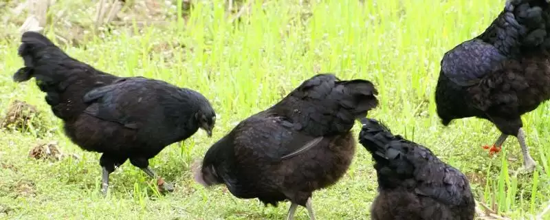 明确乌鸡产地范围的方法和重点?养鸡要做好哪些品种溯源?-会东网