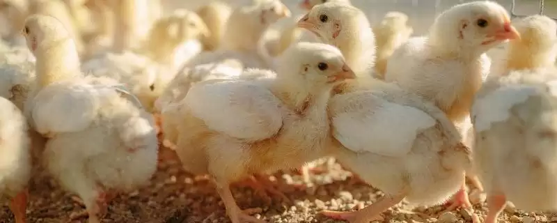 探究小鸡养不活原因的方法和重点？养鸡要做好哪些养殖失败分析？-会东网