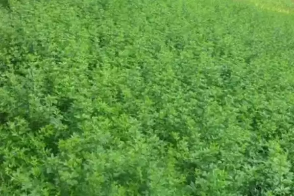 图片[2]-确定迎春花小苗移栽时间的方法和重点？确定迎春花小苗移栽时间要做好哪些细节？-会东网