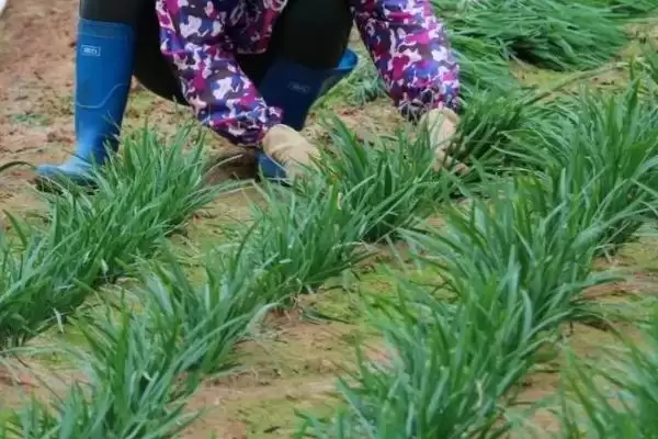 韭菜的施肥方法 ,韭菜施肥有什么特点,为何可重复收割?插图2 韭菜的施肥方法 ,韭菜施肥有什么特点,为何可重复收割?插图2