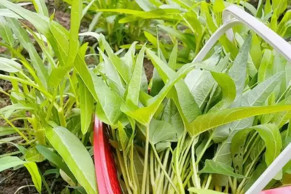 图片[2]-夏天种能快速生长蔬菜的种类和要点？夏天选种速生蔬菜需关注哪些品种？-会东网