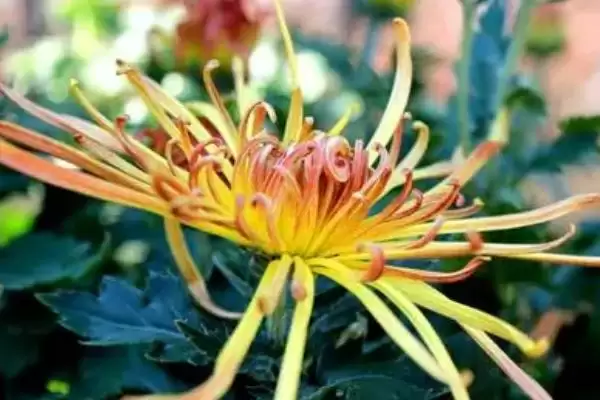 图片[3]-菊花夏天的放置问题 ,夏天菊花放外面要做哪些防护呢？-会东网