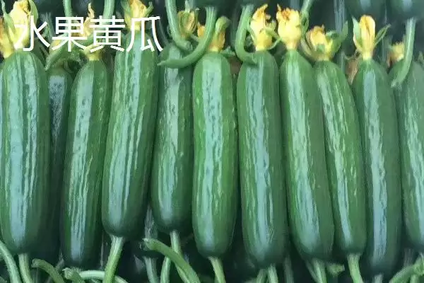 判断水果黄瓜能否生吃的方法和重点?对待水果黄瓜生吃要做好哪些细节?插图2 判断水果黄瓜能否生吃的方法和重点?对待水果黄瓜生吃要做好哪些细节?插图2