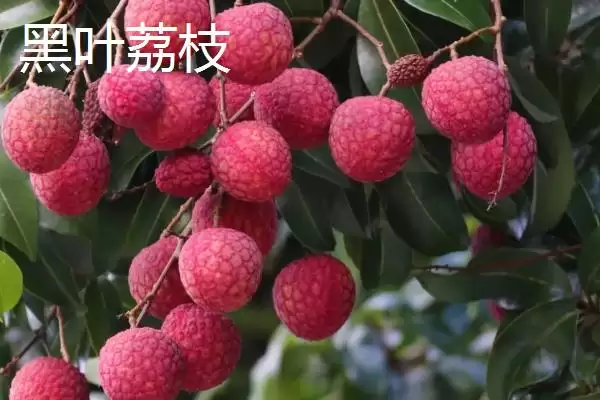 图片[12]-灵山荔枝的品种特点 ,灵山荔枝三月红有何成熟优势？-会东网