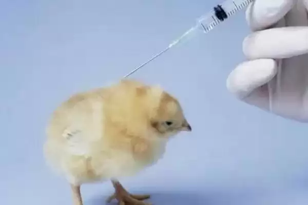 明确小鸡是否需要喝水的方法和重点?养鸡要做好哪些饮水管理?插图3 明确小鸡是否需要喝水的方法和重点?养鸡要做好哪些饮水管理?插图3